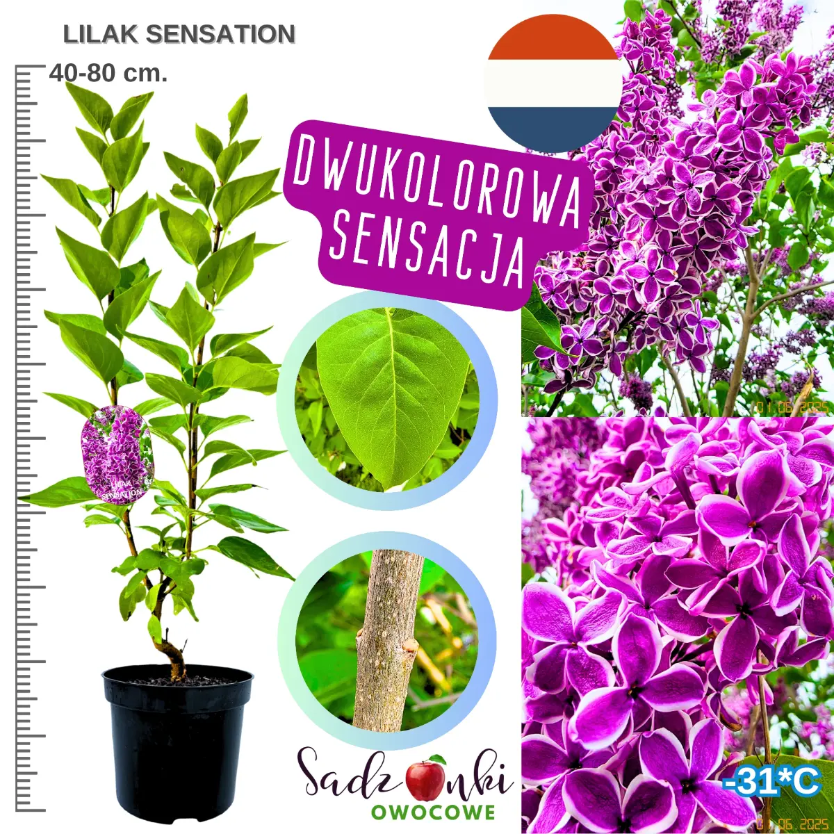 lilak sensation krzew ozdobny wysokość 40-80 cm.