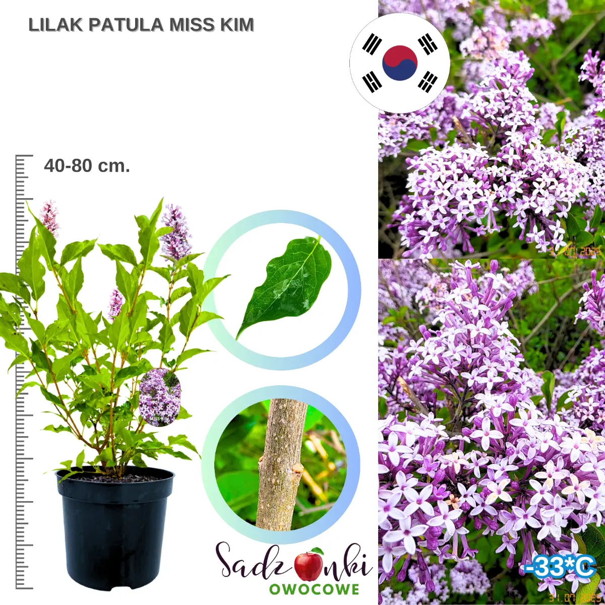 lilak miss kim krzew w donicy sadzonka wysokość 40-80 cm.