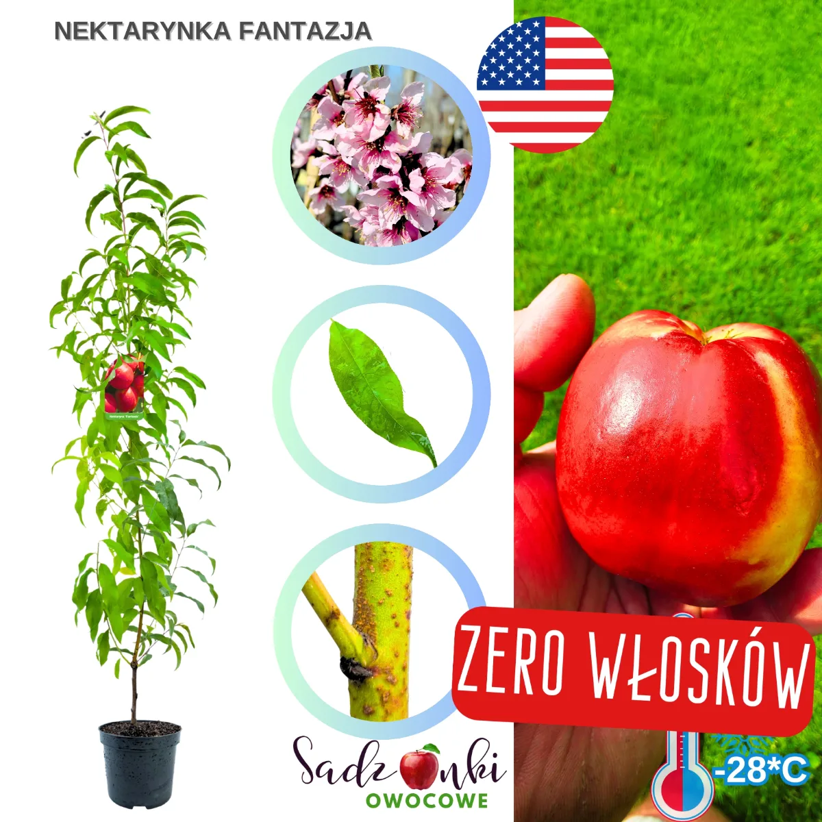 Nektarynka Fantasia – sadzonka drzewka owocowego w pojemniku do ogrodu
