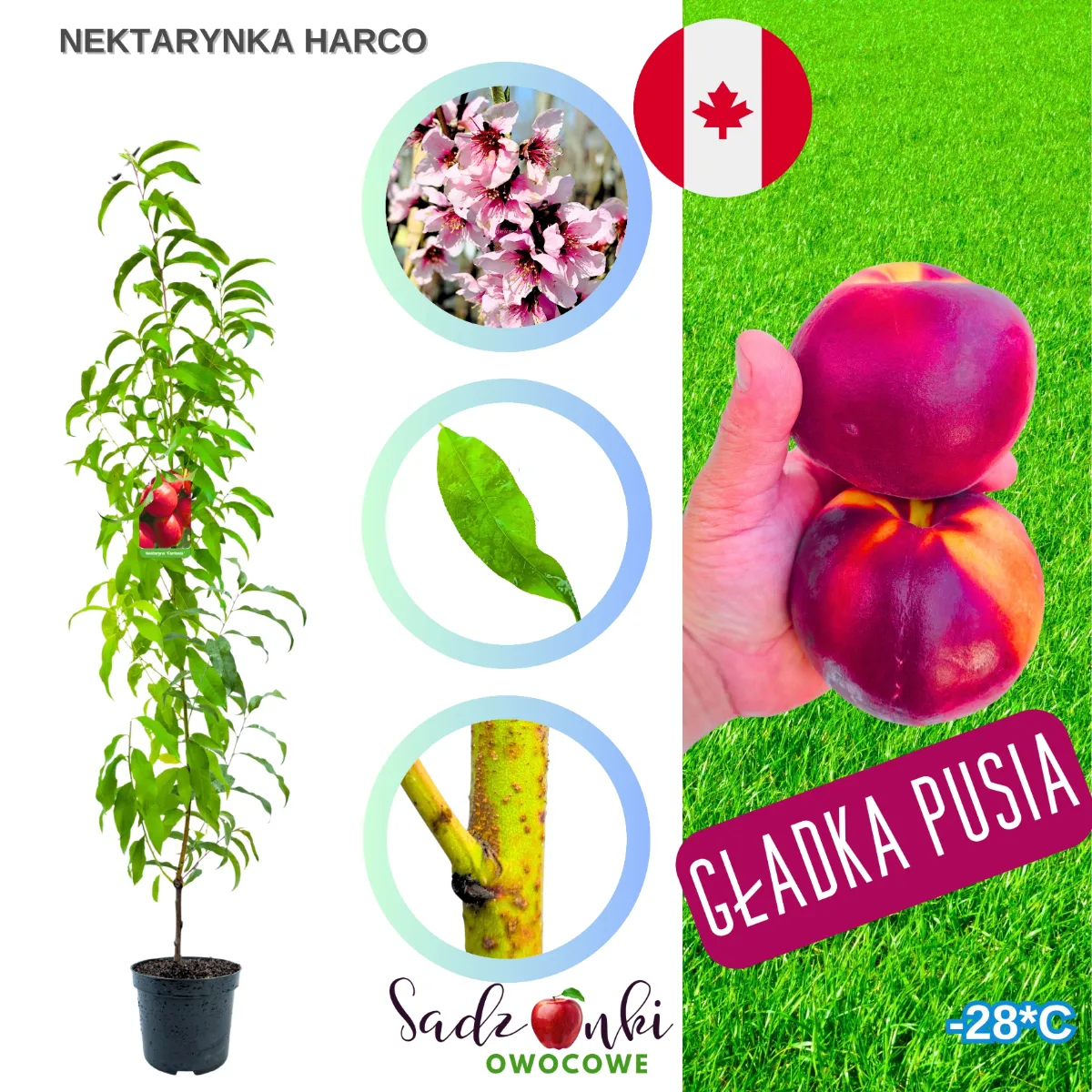 Nektarynka Harco – sadzonka w pojemniku z intensywnie wybarwionymi owocami