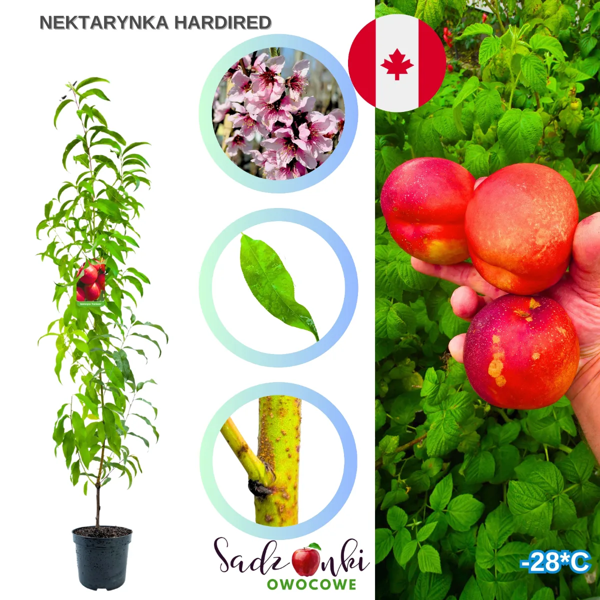 Nektarynka Hardired sadzonka drzewka owocowego o intensywnie wybarwionych owocach i zdrowych liściach