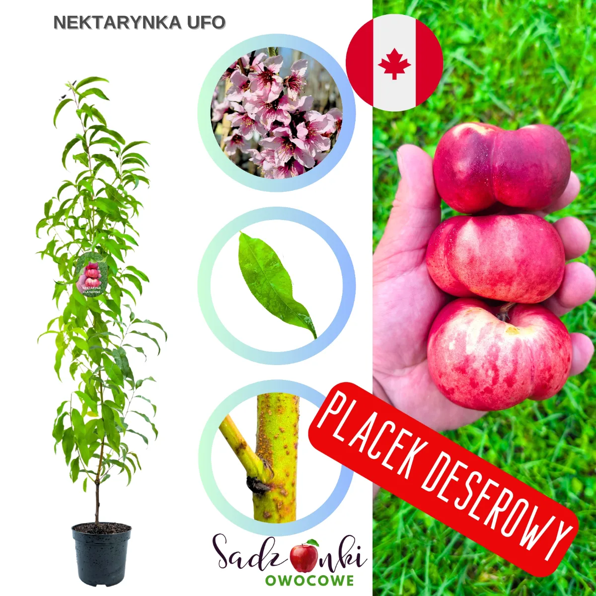 Nektarynka UFO – sadzonka w donicy o charakterystycznych płaskich owocach