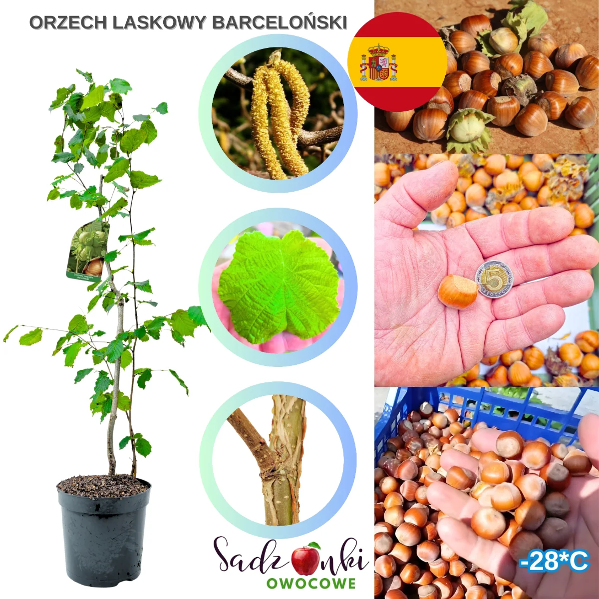 orzech laskowy barceloński – sadzonka w doniczce, świeży materiał nasadzeniowy ze szkółki