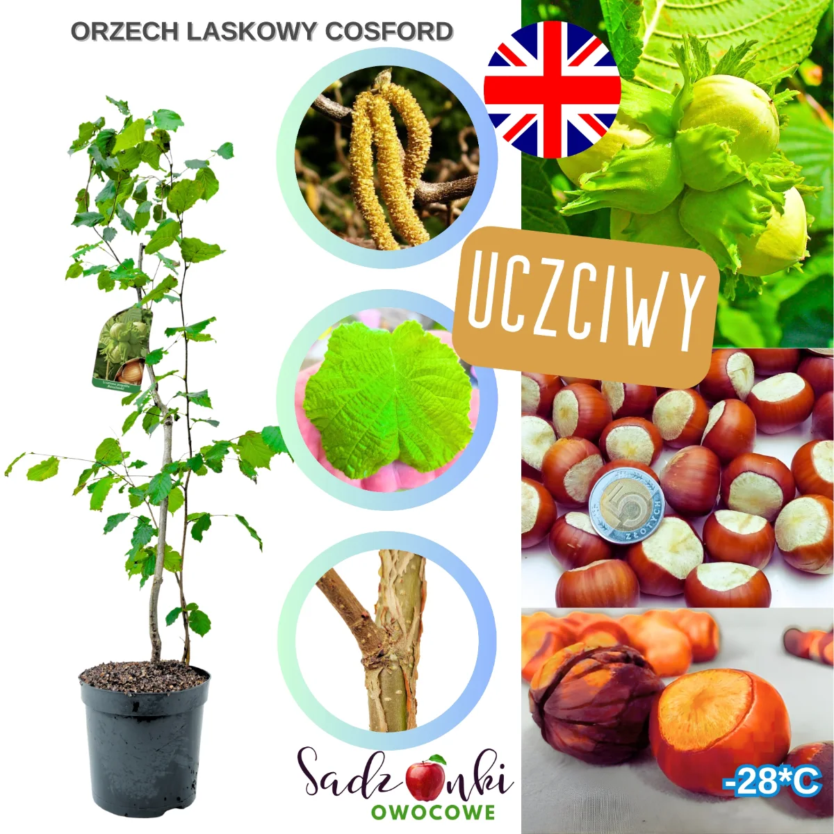 orzech laskowy cosford – sadzonka w doniczce, materiał szkółkarski do dalszej uprawy