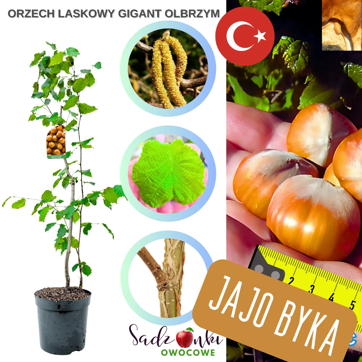 Orzech laskowy Gigant – silna sadzonka z bardzo dużymi orzechami, gotowa do sadzenia w ogrodzie lub na działce