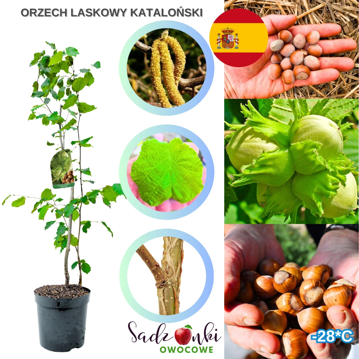 orzech laskowy kataloński sadzonka w doniczce materiał szkółkarski do ogrodu