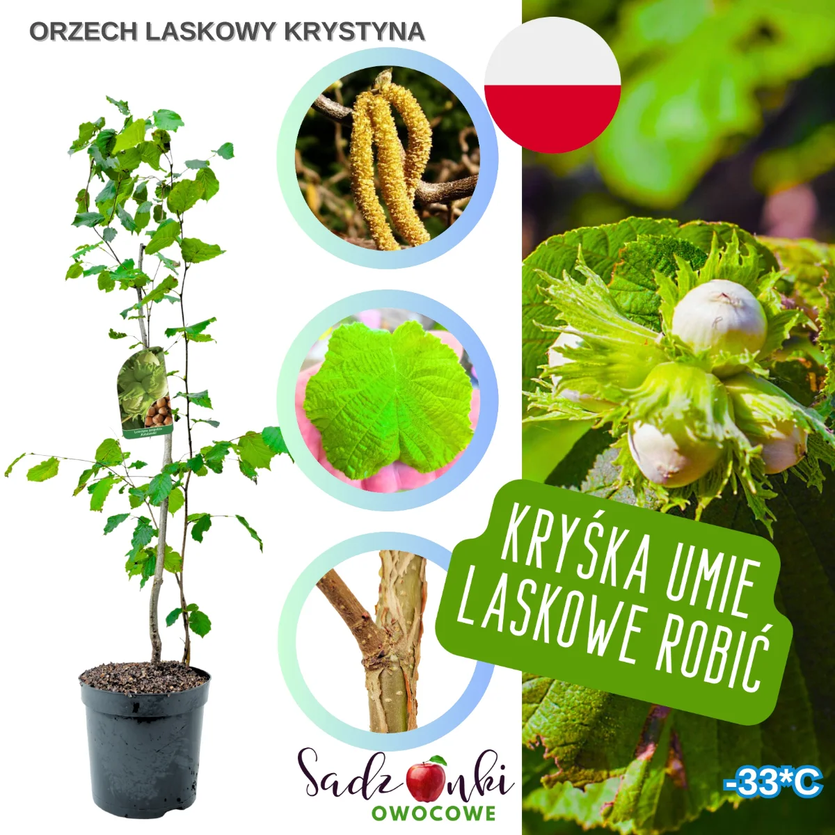 Orzech laskowy Krystyna – plenna sadzonka do ogrodu i na działkę, duże owoce, zdrowy materiał szkółkarski