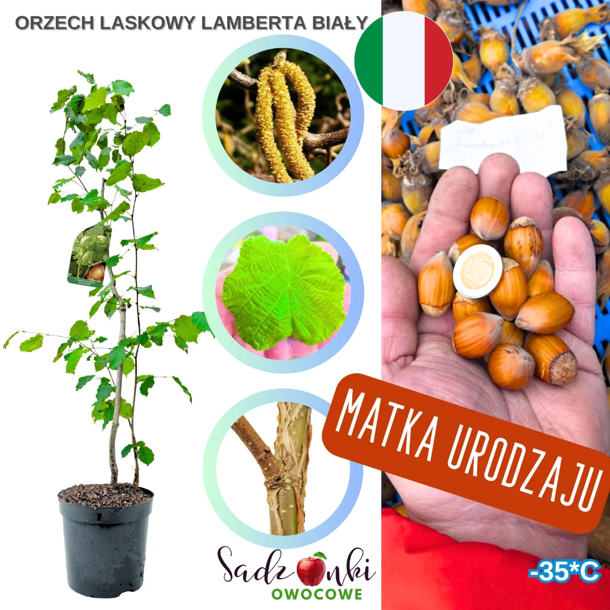 orzech laskowy lamberta biały – sadzonka w doniczce, sprawdzony materiał nasadzeniowy do ogrodu