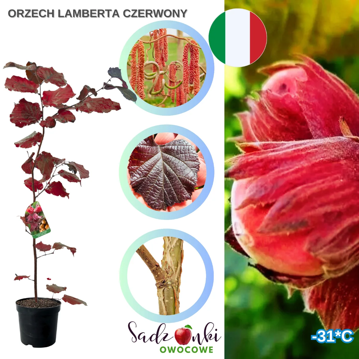 orzech laskowy czerwony lamberta – sadzonka w doniczce, zdrowy materiał szkółkarski gotowy do sadzenia