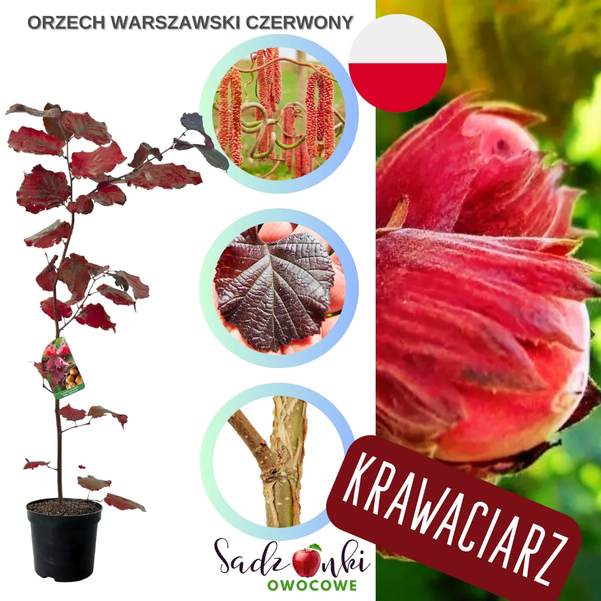 Orzech laskowy Warszawski Czerwony – zdrowa sadzonka z polskiej szkółki, dekoracyjna leszczyna o czerwonych liściach, gotowa do sadzenia w ogrodzie