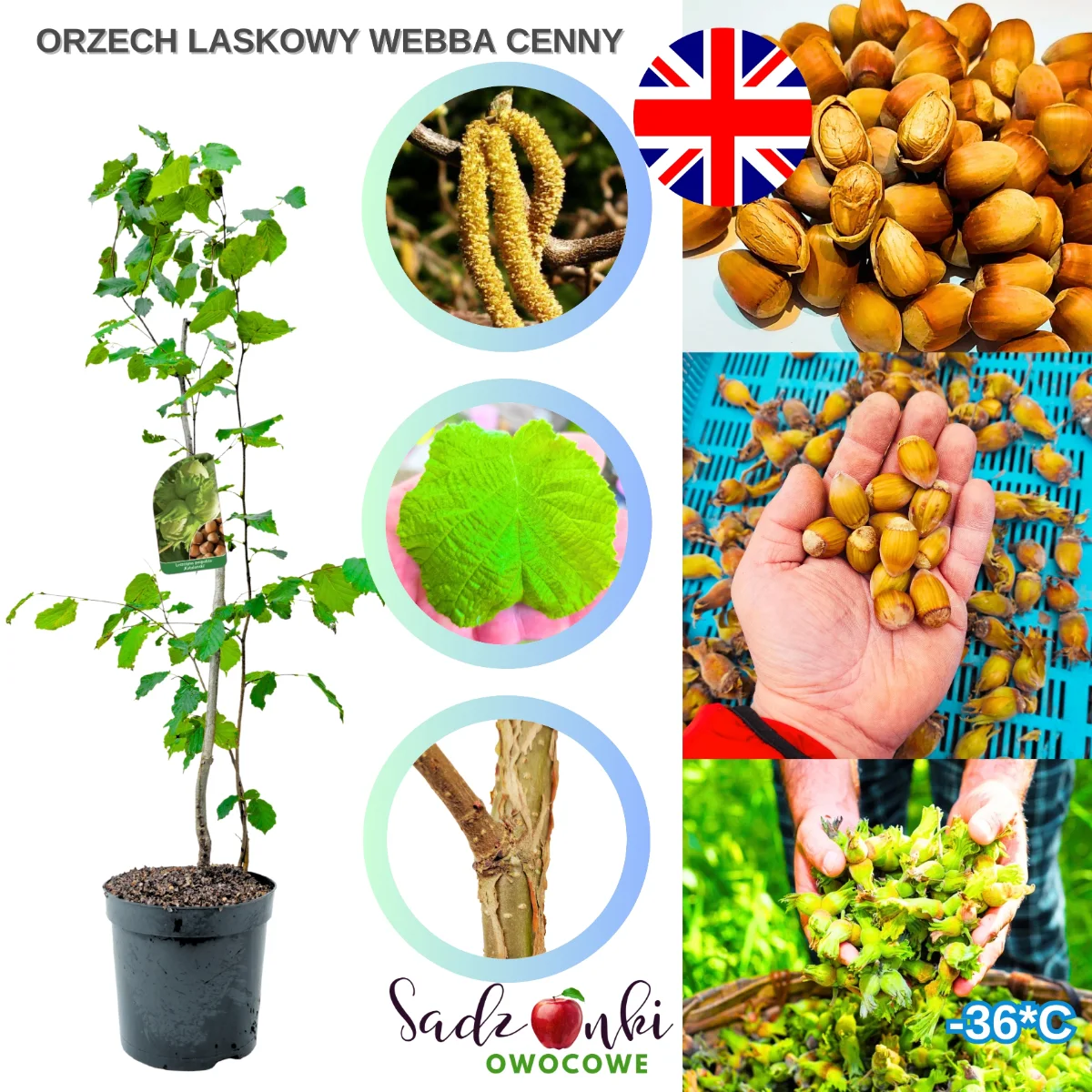 Orzech laskowy Webba Cenny – zdrowa sadzonka leszczyny owocowej z polskiej szkółki, gotowa do sadzenia w ogrodzie