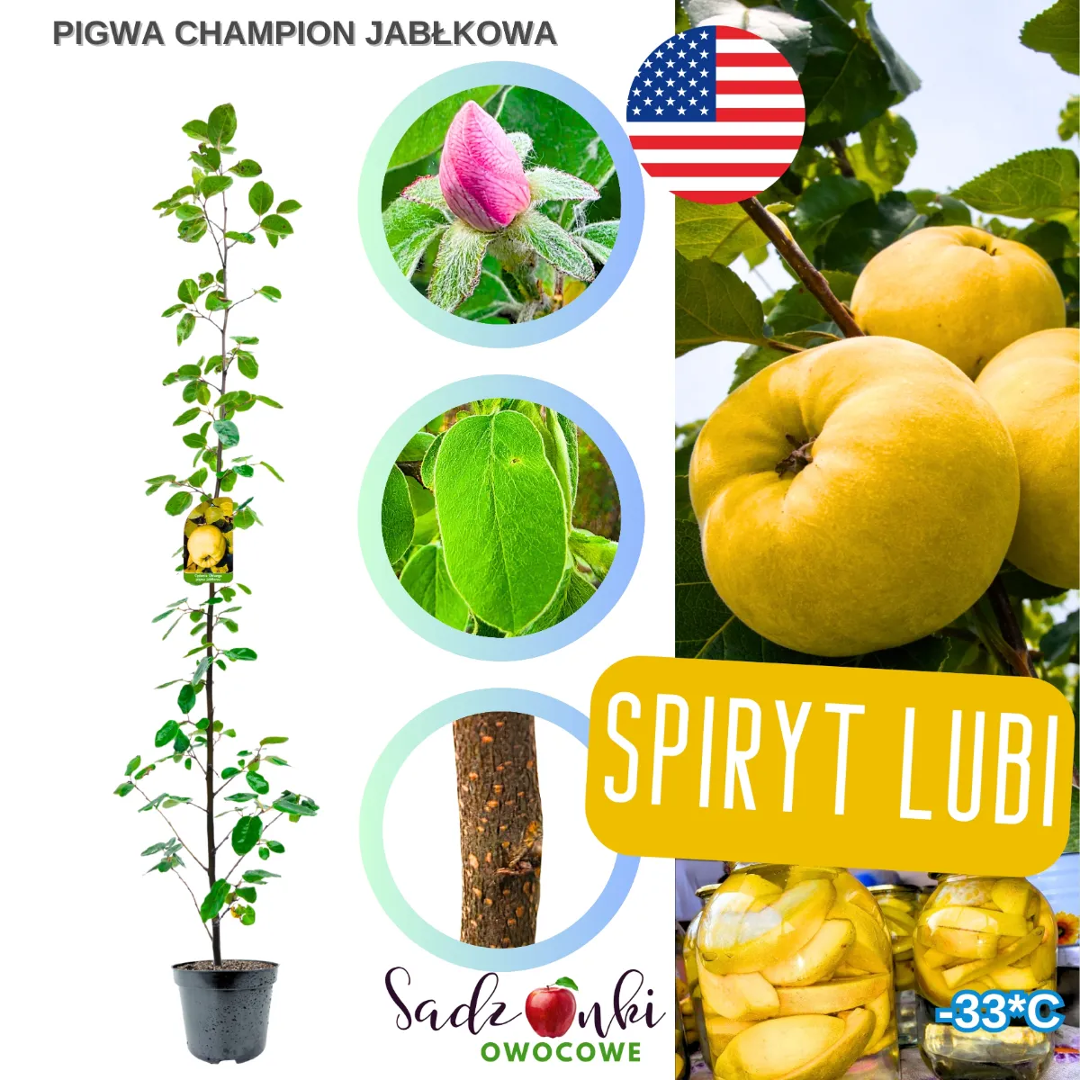 pigwa champion krzew sadzonka pigwy w donicy krzew owocowy z liśćmi i owocem pigwy roślina do ogrodu i na działkę