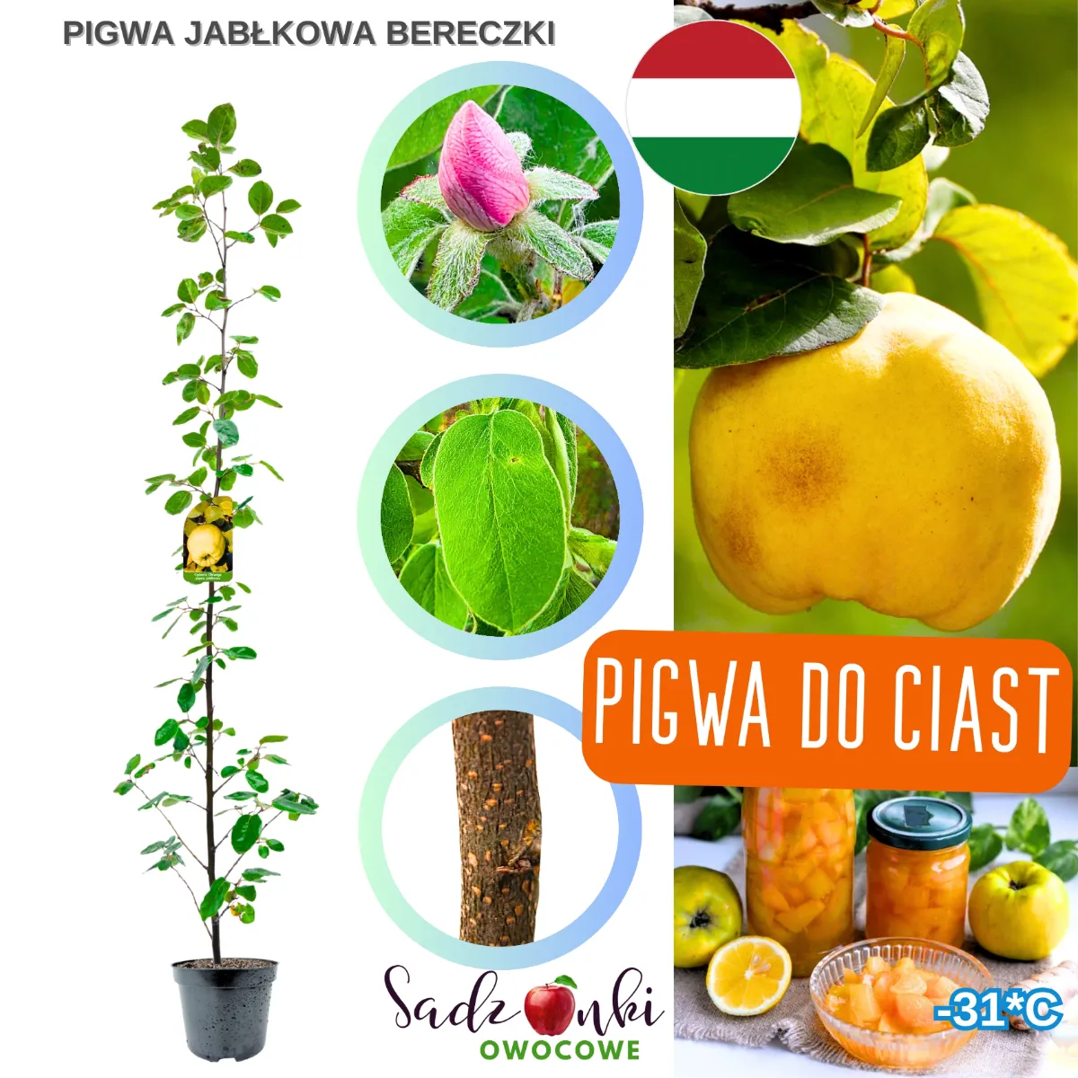 pigwa bereczki krzew sadzonka pigwy w donicy młody krzew owocowy z liśćmi i owocem pigwy do ogrodu przydomowego