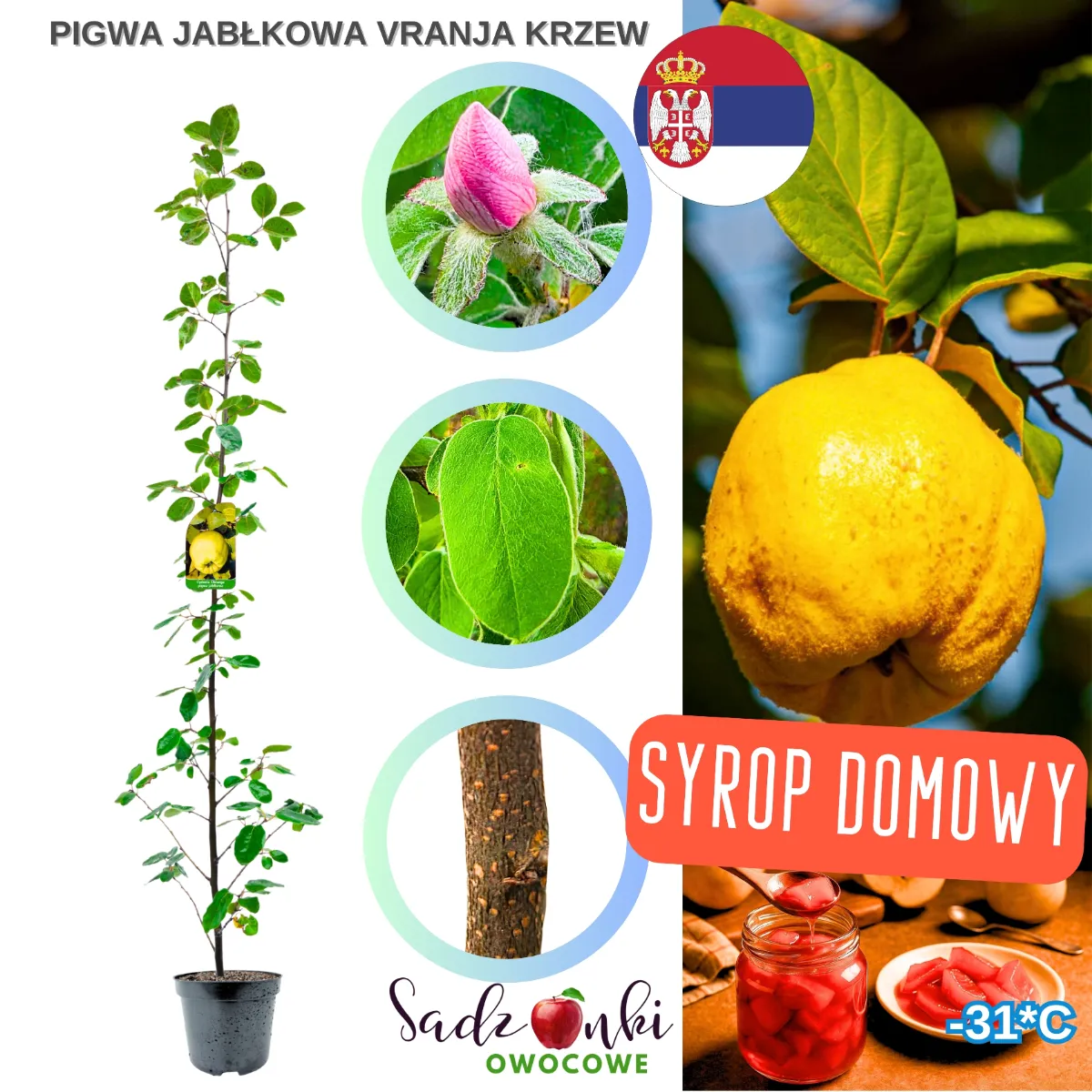 pigwa vranja krzew sadzonka pigwy w donicy z owocami pigwy oraz zielonymi liśćmi młodego krzewu owocowego do ogrodu