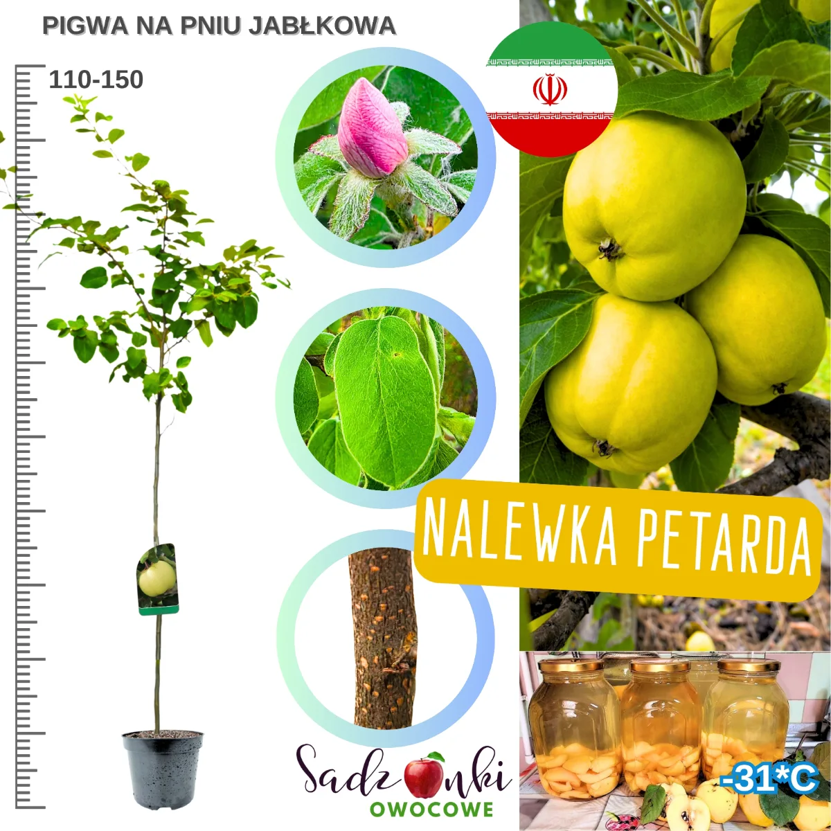 Pigwa Jabłkowa na pniu 110–150 cm – pigwa sadzonka do ogrodu, drzewka pigwy sprzedaż wysyłkowa