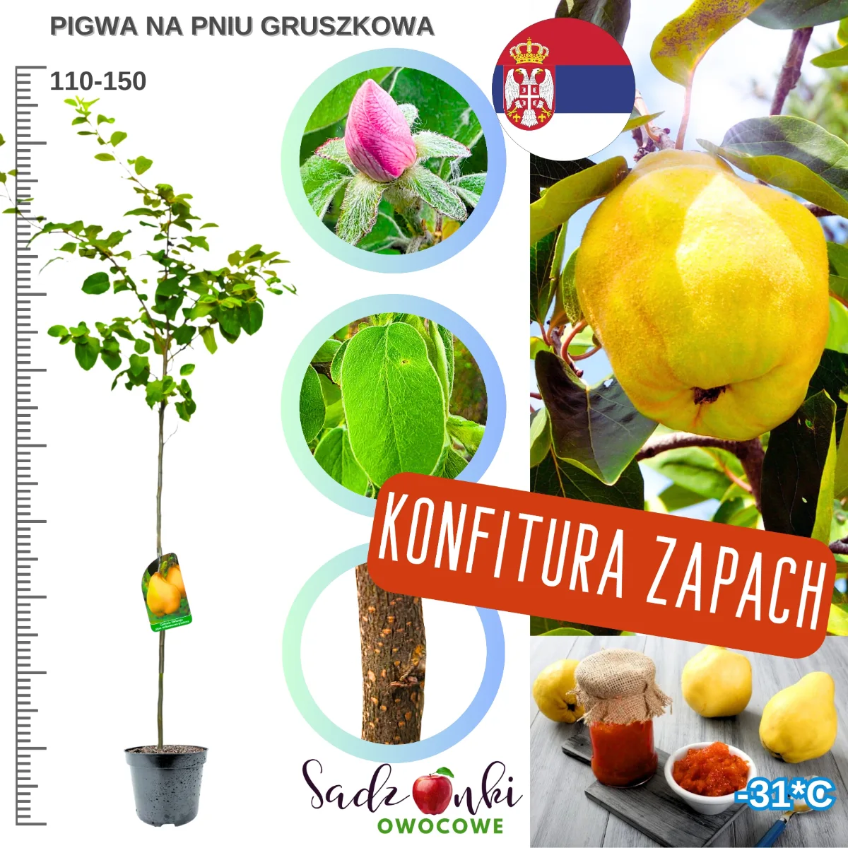 Pigwa Gruszkowa na pniu 110–150 cm – drzewka pigwy w donicy, sprzedaż sadzonek pigwy