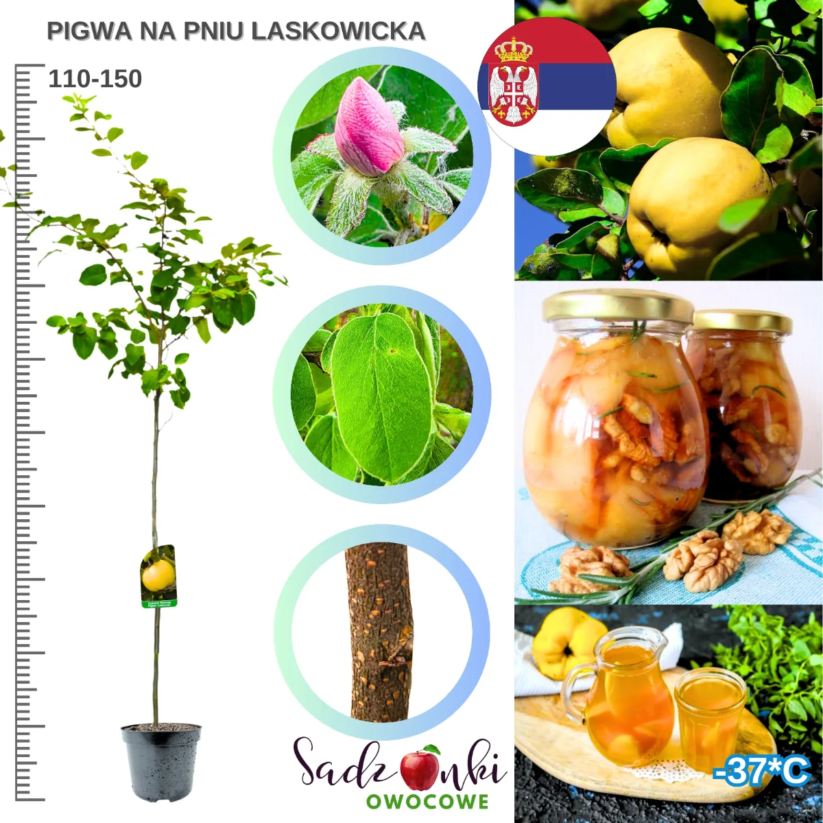 Pigwa Laskowicka na pniu 110–150 cm, drzewko pigwy w doniczce, sadzonki pigwy ze szkółki drzew owocowych, sprzedaż wysyłkowa