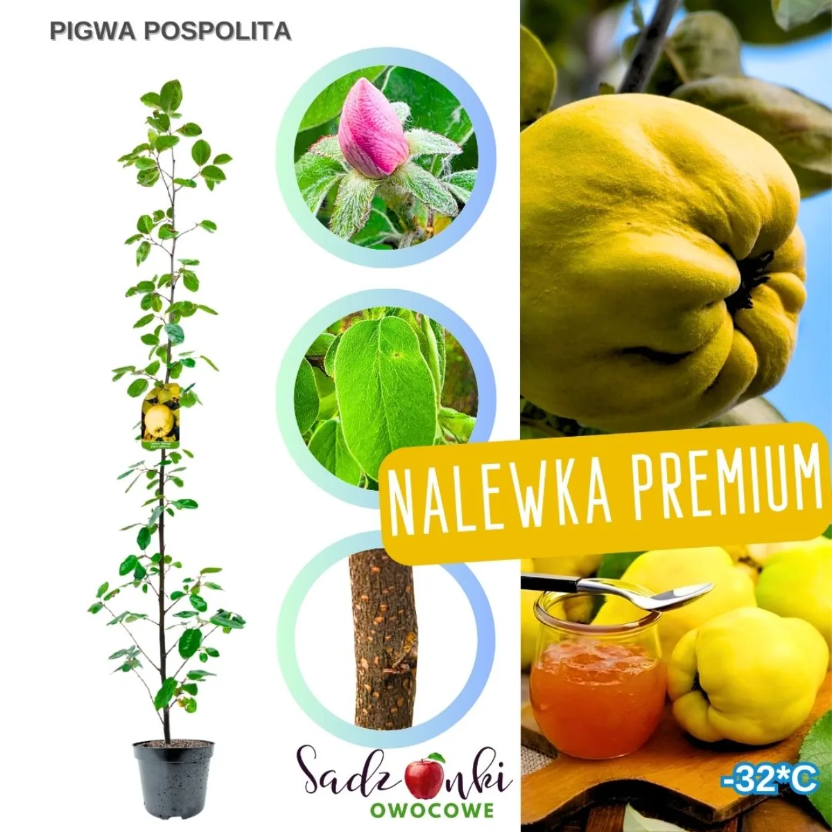 Pigwa pospolita krzew – sadzonka pigwy do ogrodu, owocowy krzew w doniczce ze szkółki roślin