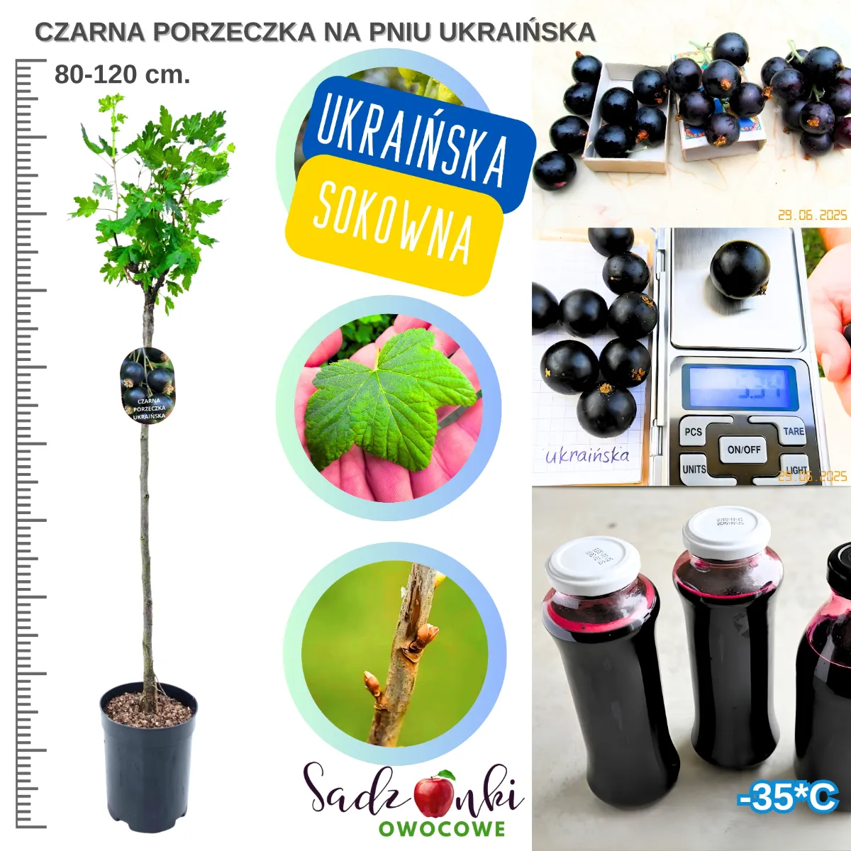 porzeczka czarna ukraińska sadzonka 80-120 cm drzewko owocowe szczepione na pniu do ogrodu