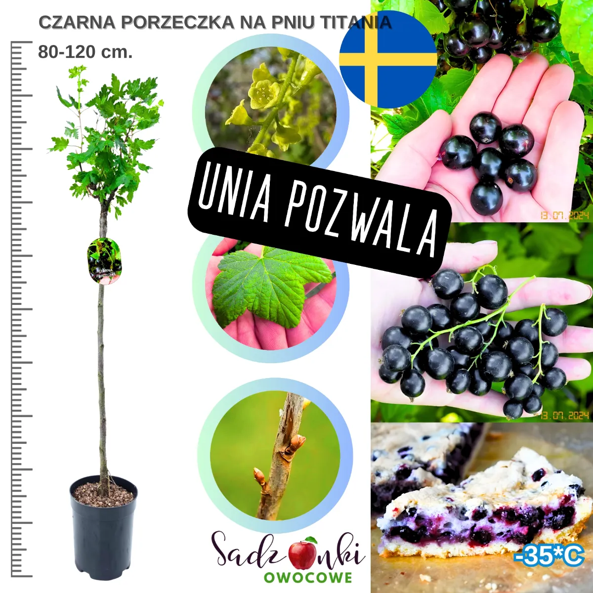 Porzeczka Titania na pniu sadzonka 80–120 cm – czarna porzeczka szczepiona na pniu o dużych aromatycznych owocach do ogrodu