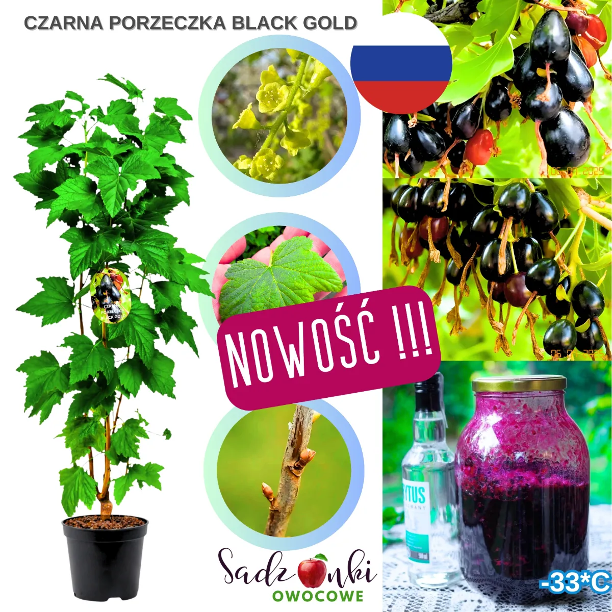 krzew czarnej porzeczki Black Gold sadzonka owocowa o silnym wzroście i ciemnych aromatycznych owocach