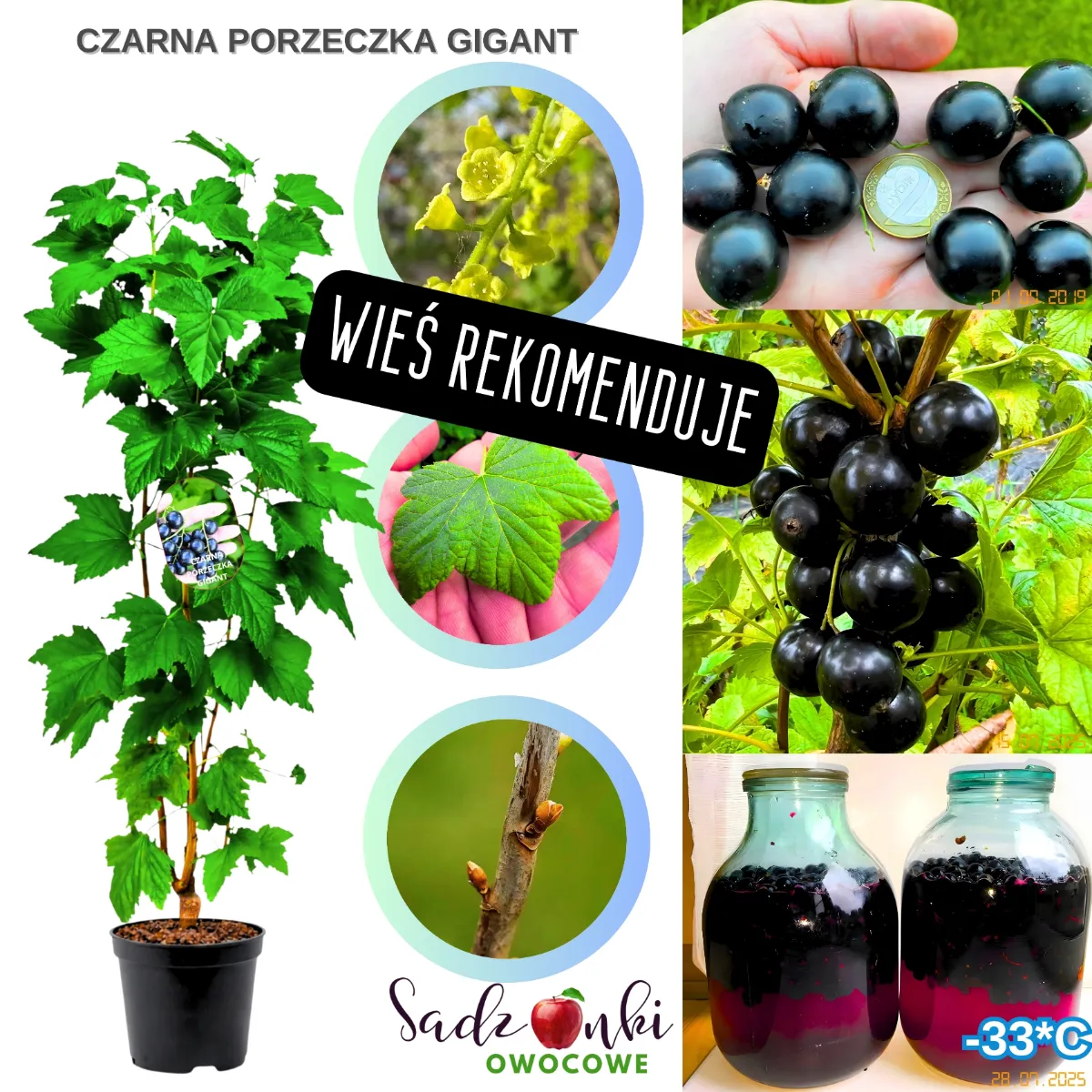 porzeczka krzak Gigant czarna sadzonka krzewu owocowego o dużych aromatycznych owocach gotowa do sadzenia w ogrodzie