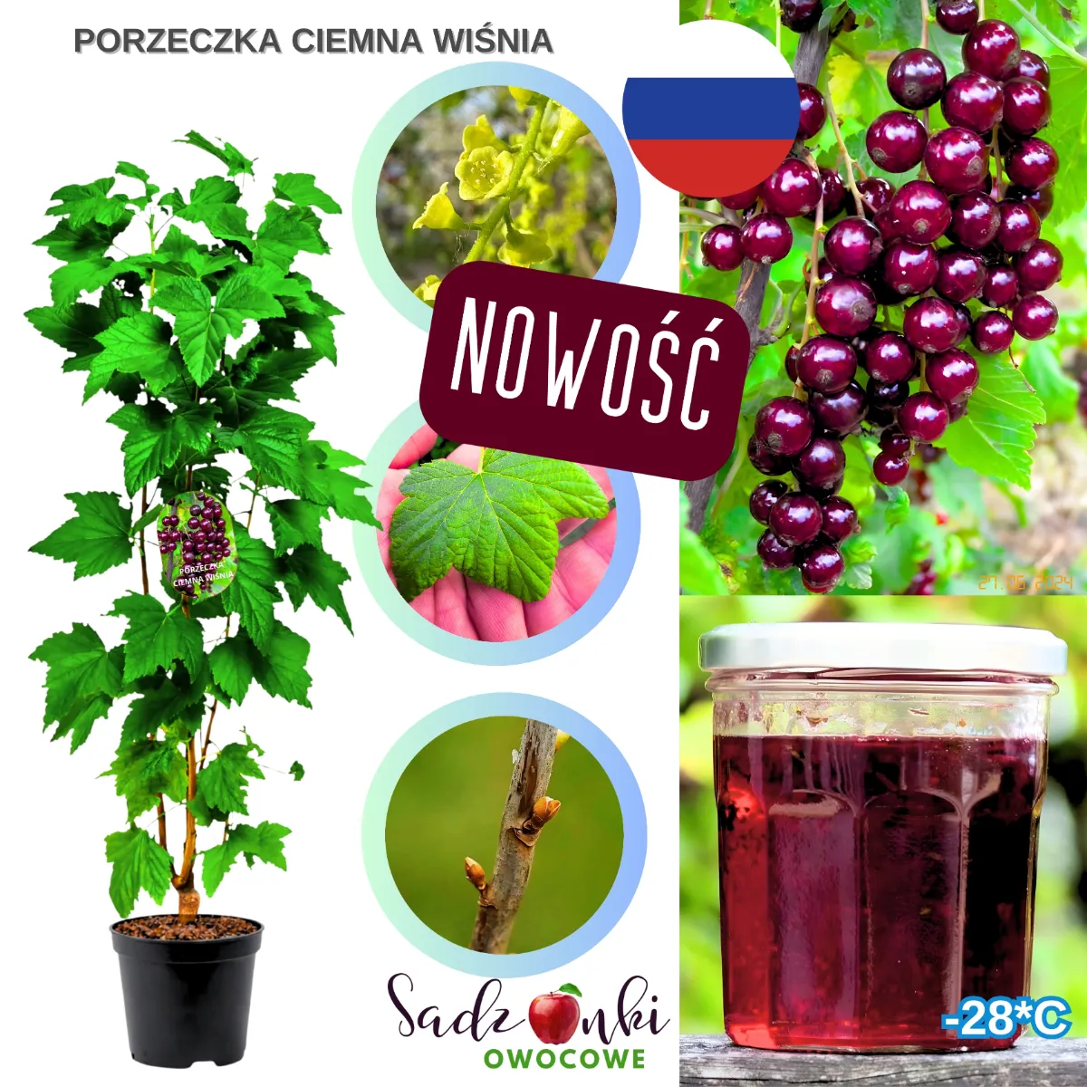 porzeczka sadzonka Ciemna Wiśnia krzew owocowy o aromatycznych owocach w donicy