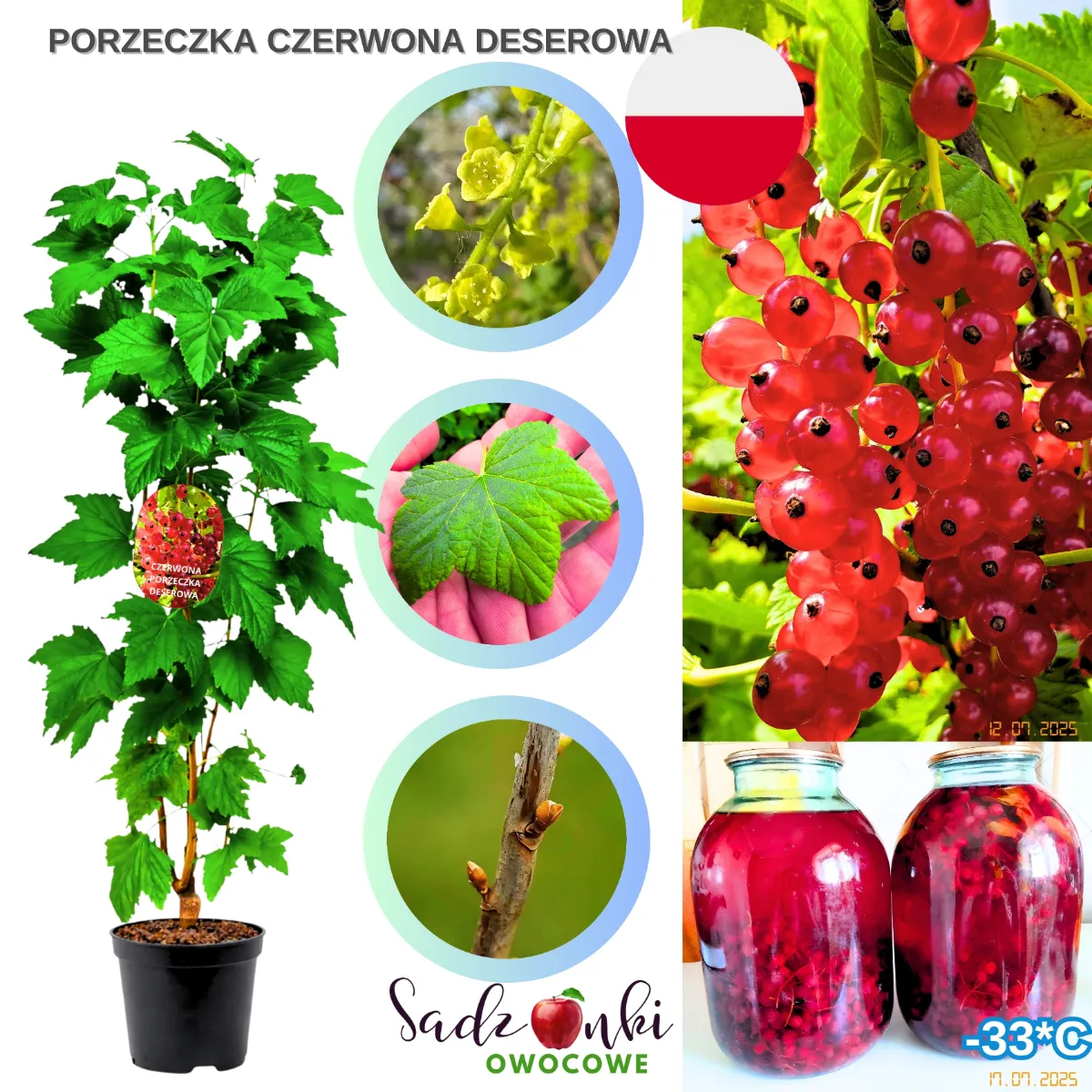 porzeczka czerwona deserowa sadzonka krzewu owocowego ze szkółki, młoda roślina porzeczki czerwonej przygotowana do sadzenia w ogrodzie