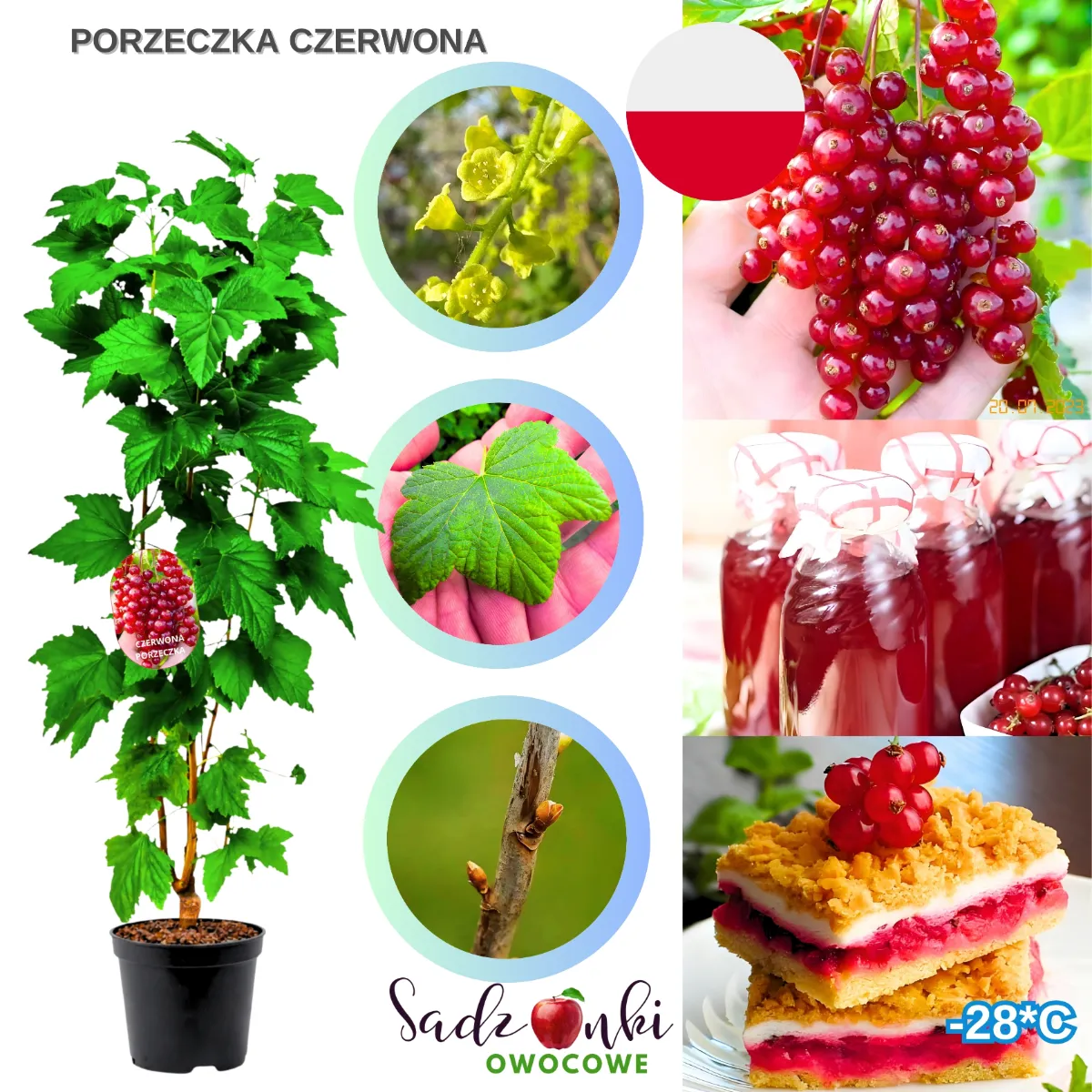 sadzonki porzeczki czerwonej zdrowa sadzonka owocowa ze szkółki w doniczce gotowa do sadzenia