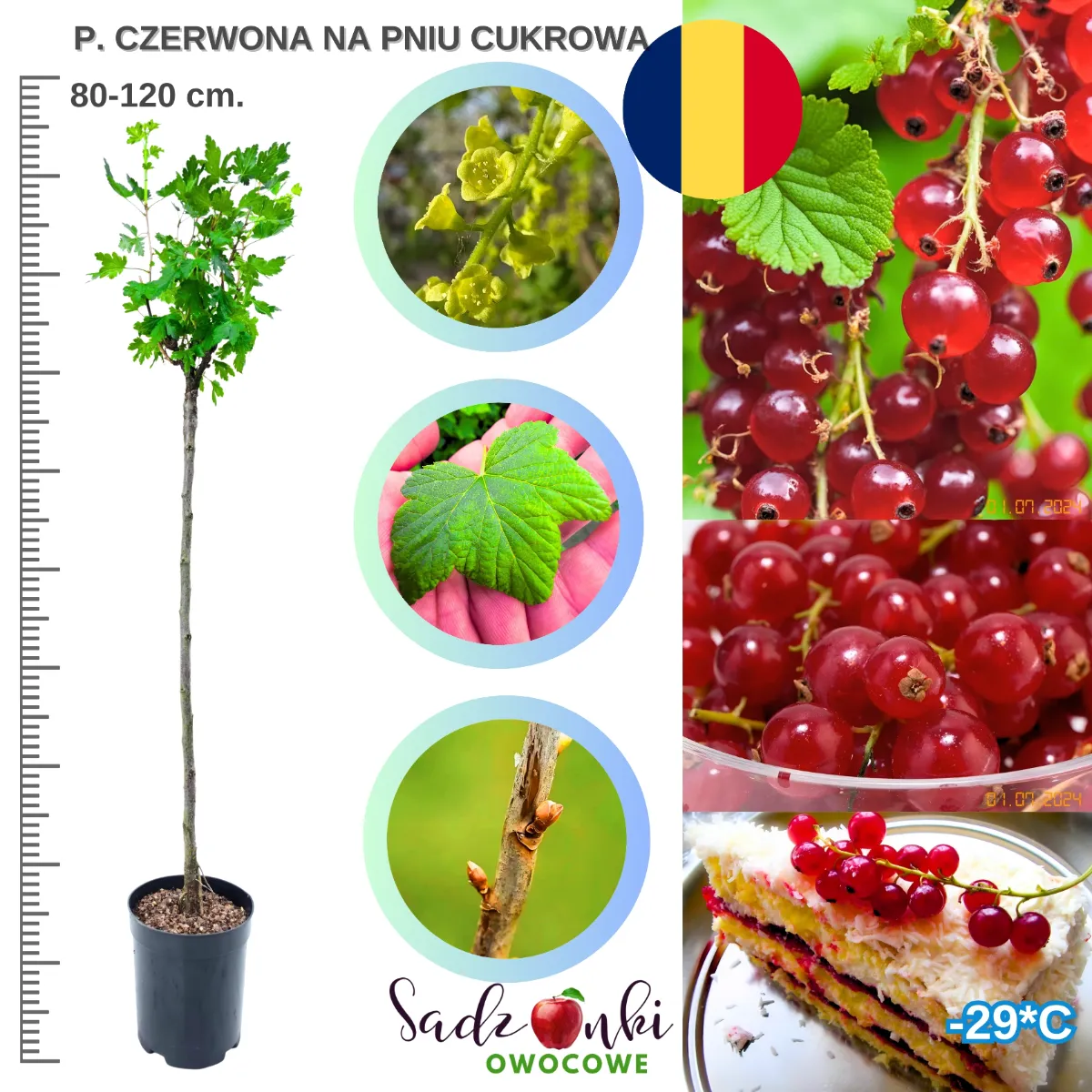 Sadzonki porzeczki na pniu Porzeczka Cukrowa 80-120 cm – szczepione drzewko owocowe o słodkich owocach do ogrodu