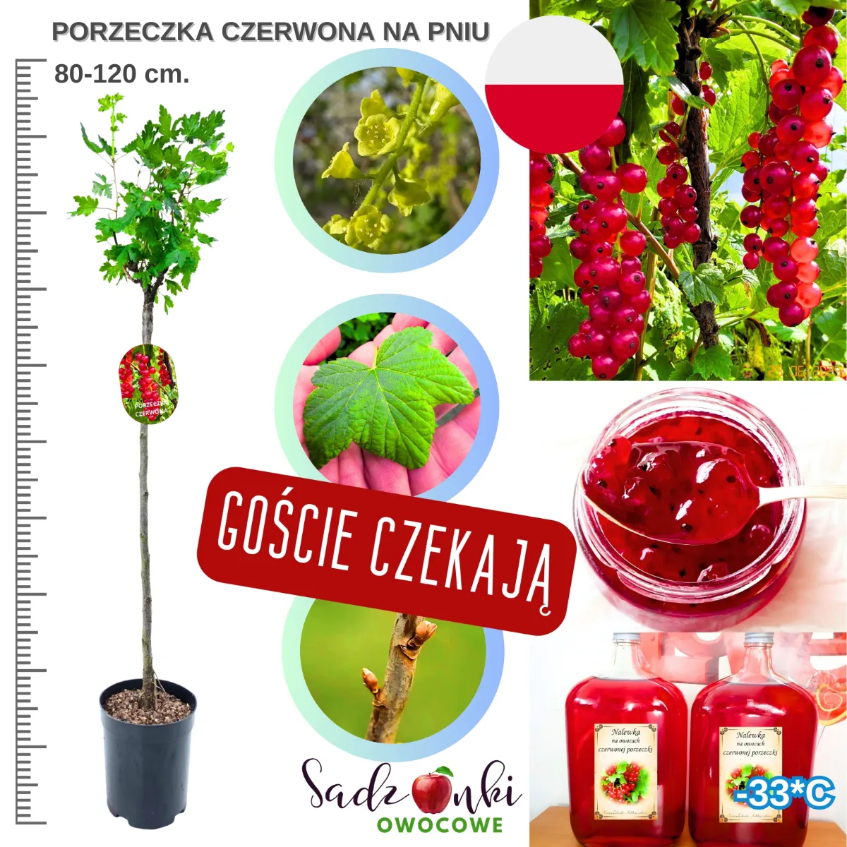 porzeczka czerwona na pniu sadzonka 80-120 cm drzewko owocowe szczepione na pniu do ogrodu