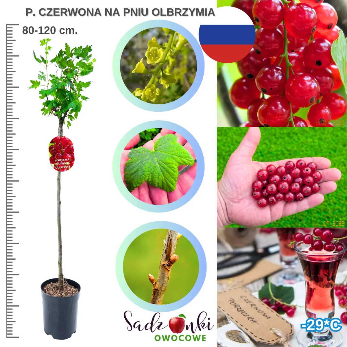 porzeczka pienna Olbrzymia sadzonka drzewka owocowego 80–120 cm szczepiona na pniu z dużymi owocami