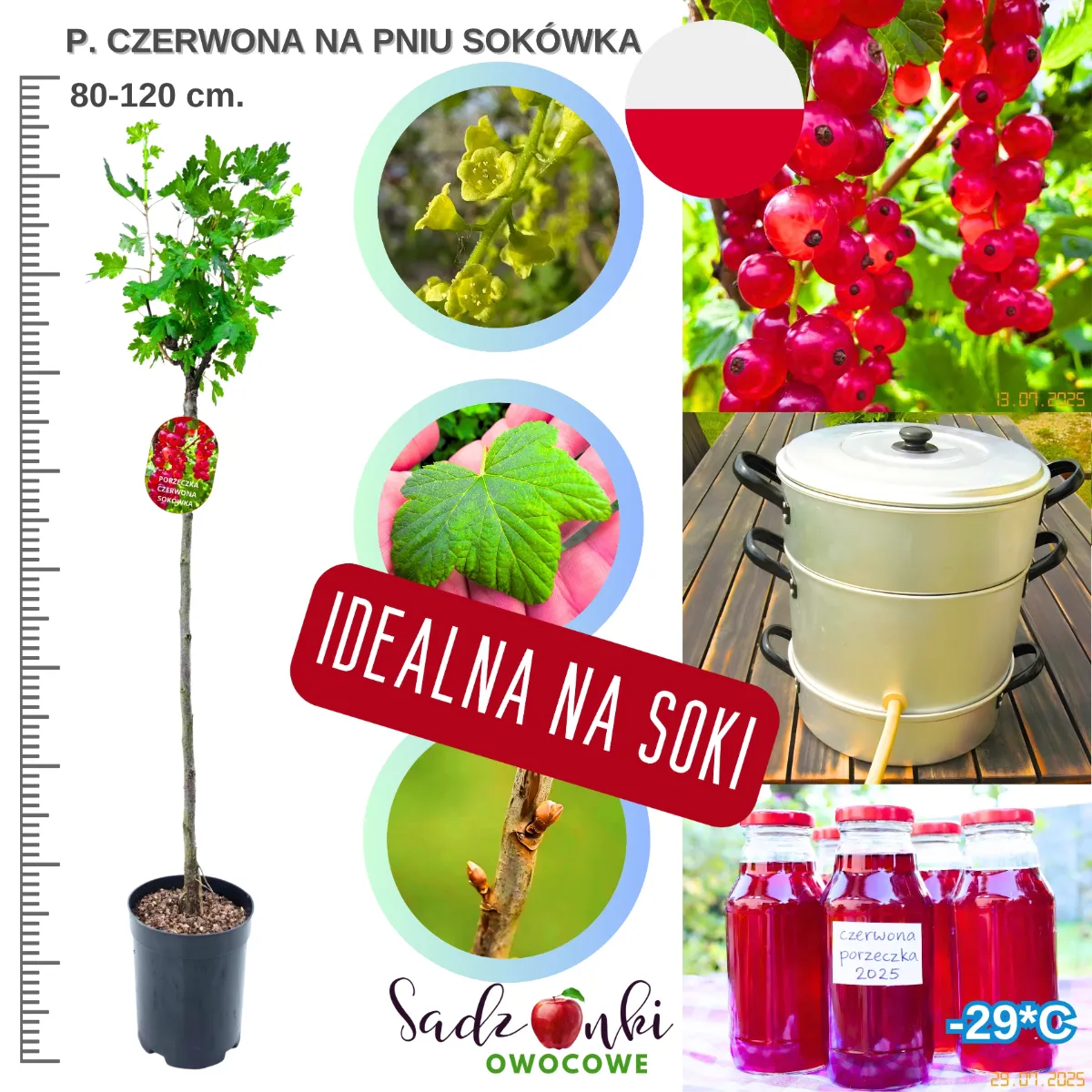 porzeczka wysokopienna Sokówka czerwona sadzonka szczepiona na pniu 80–120 cm drzewko owocowe do ogrodu