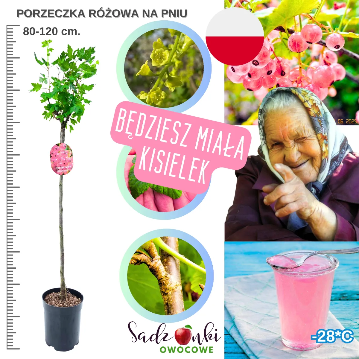 Porzeczka różowa na pniu – sadzonka drzewka owocowego 80–120 cm z jasnymi owocami do ogrodu