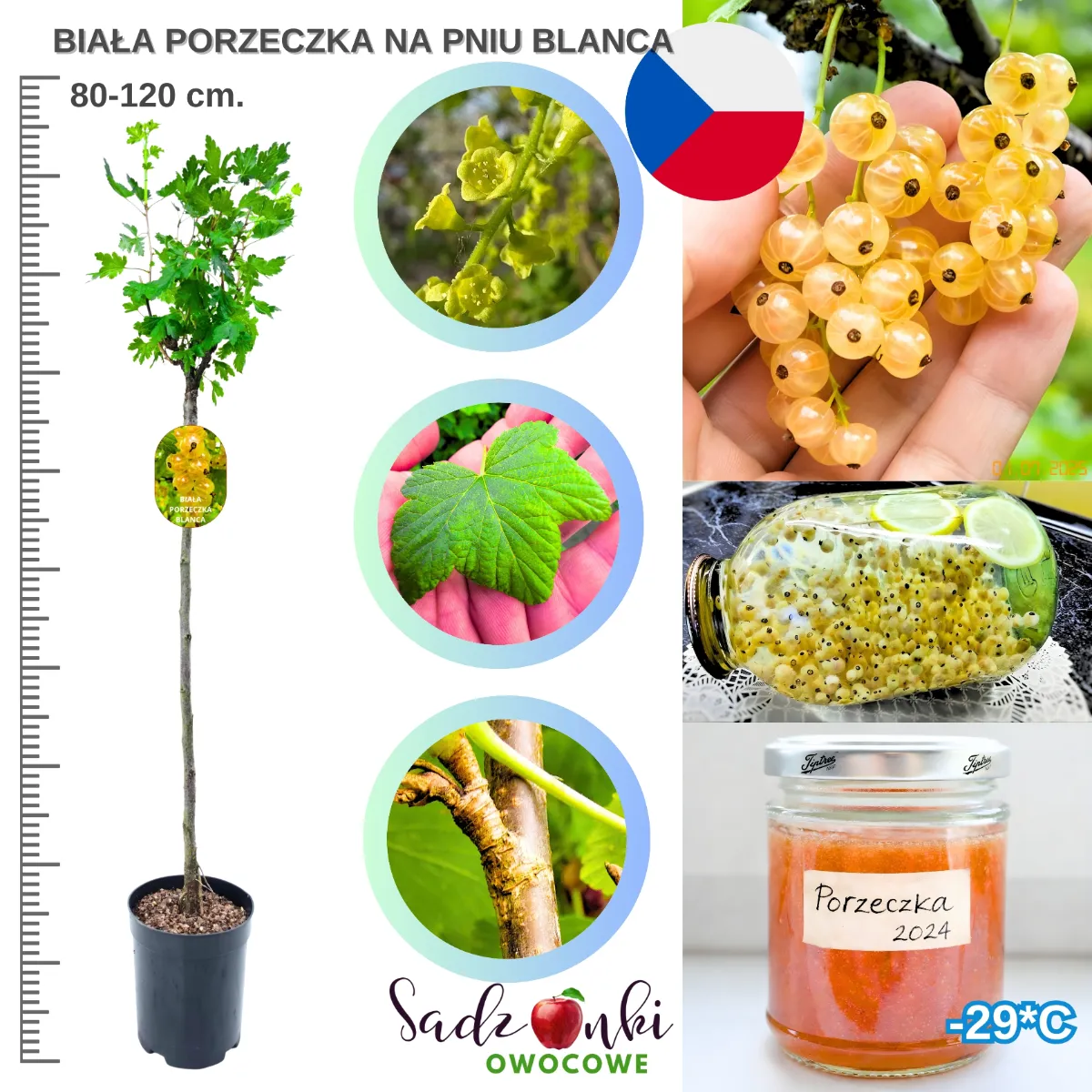 porzeczka blanca na pniu 80–120 cm – drzewko szczepione na pniu z białymi owocami do ogrodu, sadzonka krzewu owocowego z polskiej szkółki roślin