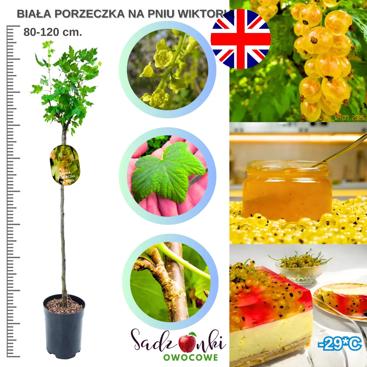 porzeczka szczepiona na pniu Wiktoria biała – sadzonka owocowa szczepiona w szkółce roślin, forma pienna do ogrodu, wysokość 80–120 cm, zdrowy materiał nasadzeniowy