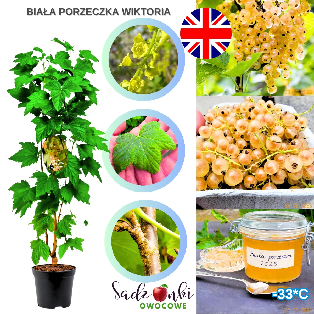 porzeczka biała Wiktoria sadzonka krzewu owocowego ze szkółki roślin w doniczce gotowa do sadzenia w ogrodzie