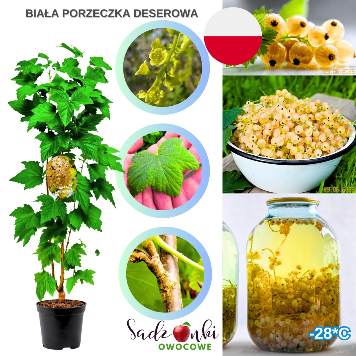 porzeczka deserowa biała sadzonka krzew owocowy z jasnymi owocami materiał szkółkarski do ogrodu