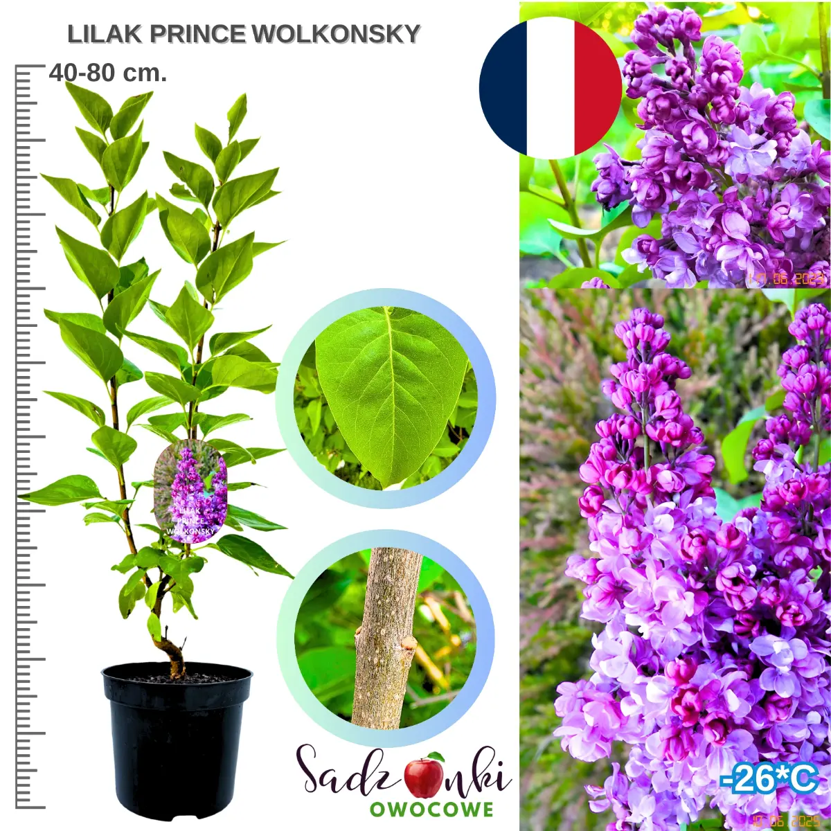 Lilak Prince Wolkonsky krzew bez lilak w donicy wysokość 40-80 cm.