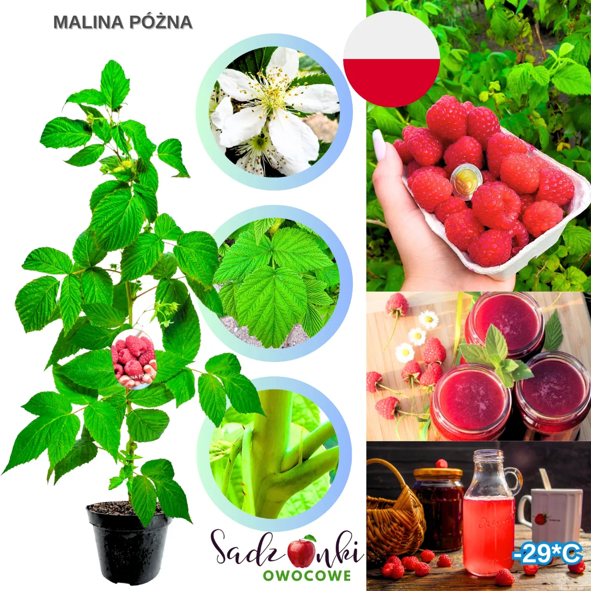 sadzonki malin malina późna sadzonka malin w doniczce ze szkółki owocowej do ogrodu