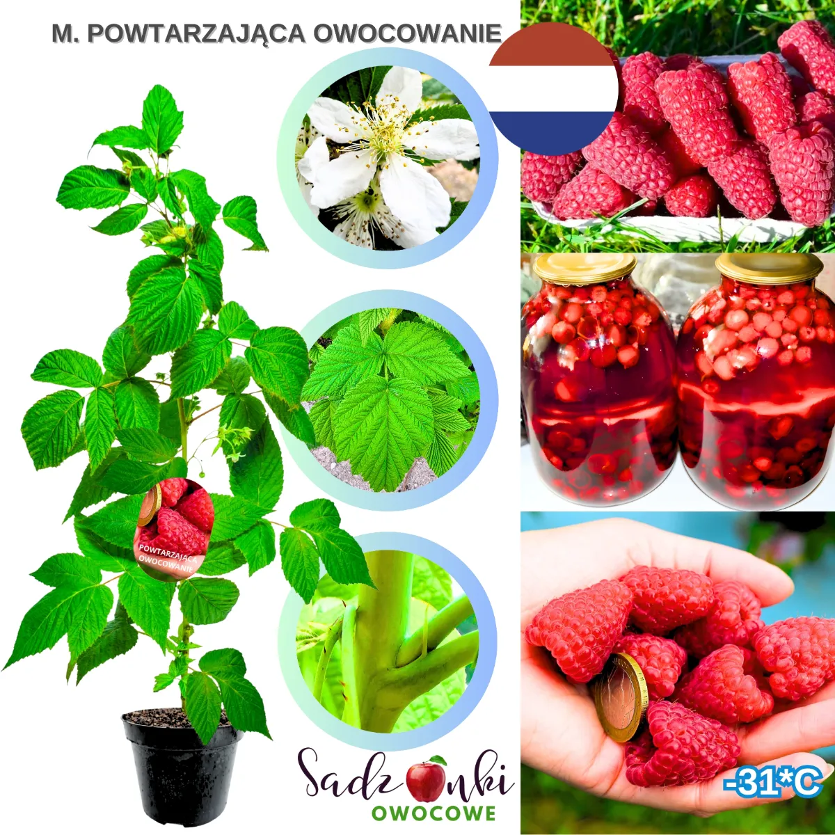 malina sadzonki malina powtarzająca owocowanie sadzonka malin w doniczce ze szkółki owocowej