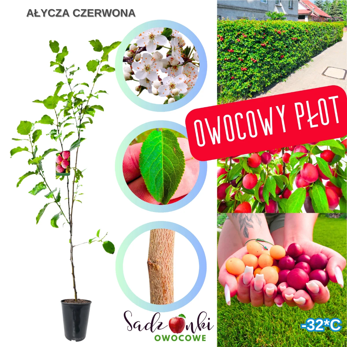 ałycza czerwona – sadzonka krzewu na gęsty żywopłot i nasadzenia osłonowe