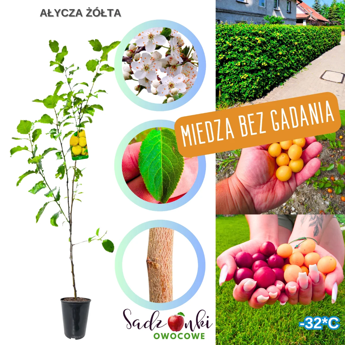 ałycza żółta – sadzonka krzewu na gęsty żywopłot, roślina szybko rosnąca do naturalnej osłony ogrodu