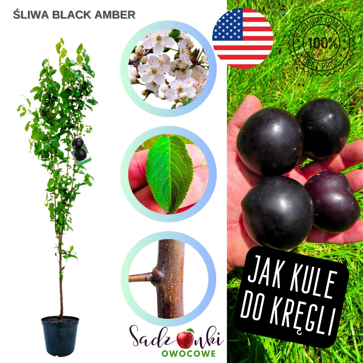 śliwa black amber – sadzonka drzewka owocowego w donicy, gotowa do sadzenia w ogrodzie