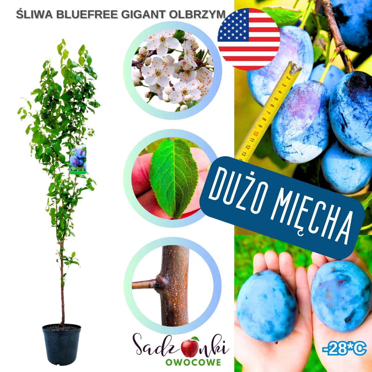 śliwa bluefree – sadzonka śliwy z bryłą korzeniową, gotowa do posadzenia w ogrodzie