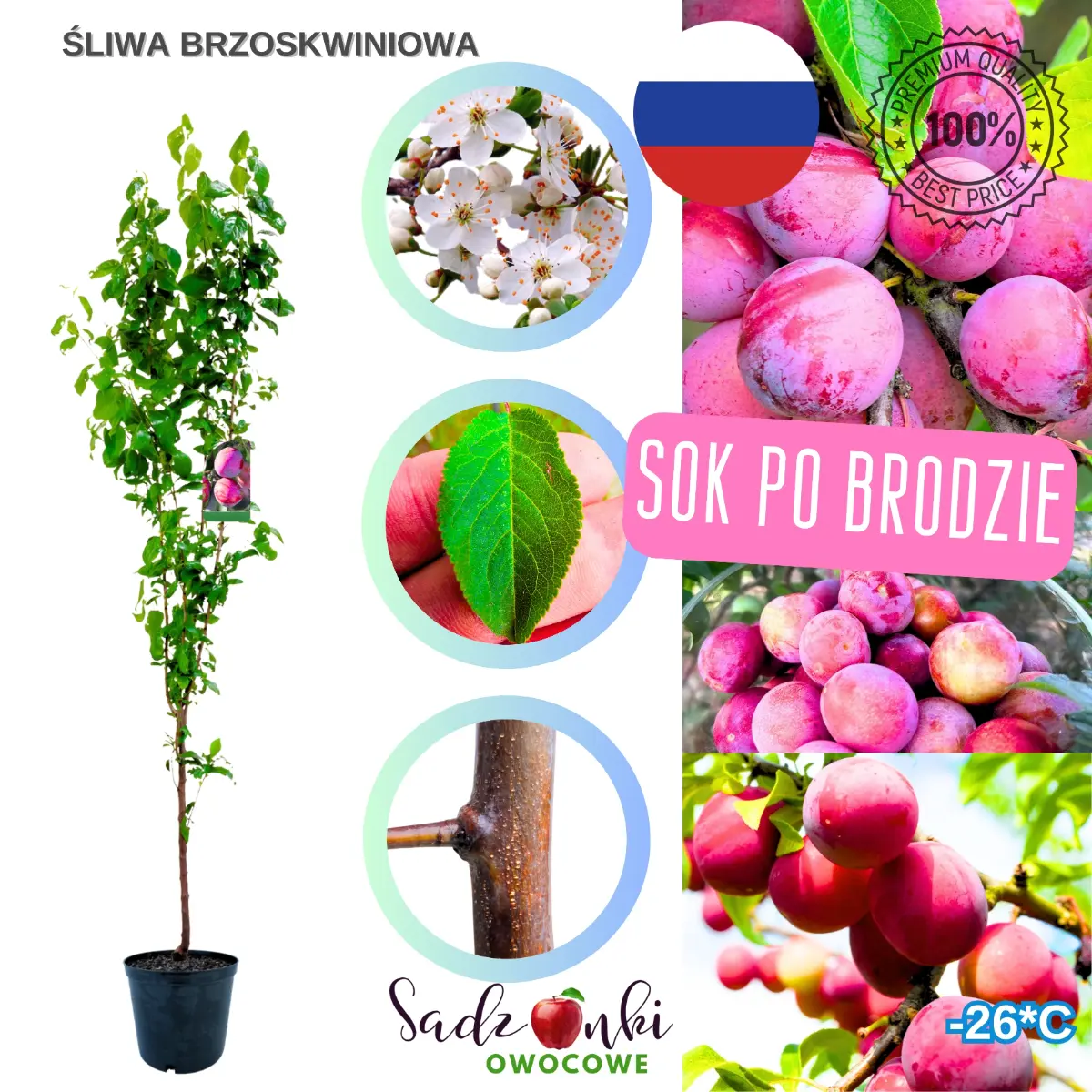 Śliwa brzoskwiniowa Jerozolimka – sadzonka drzewka owocowego, duże owoce