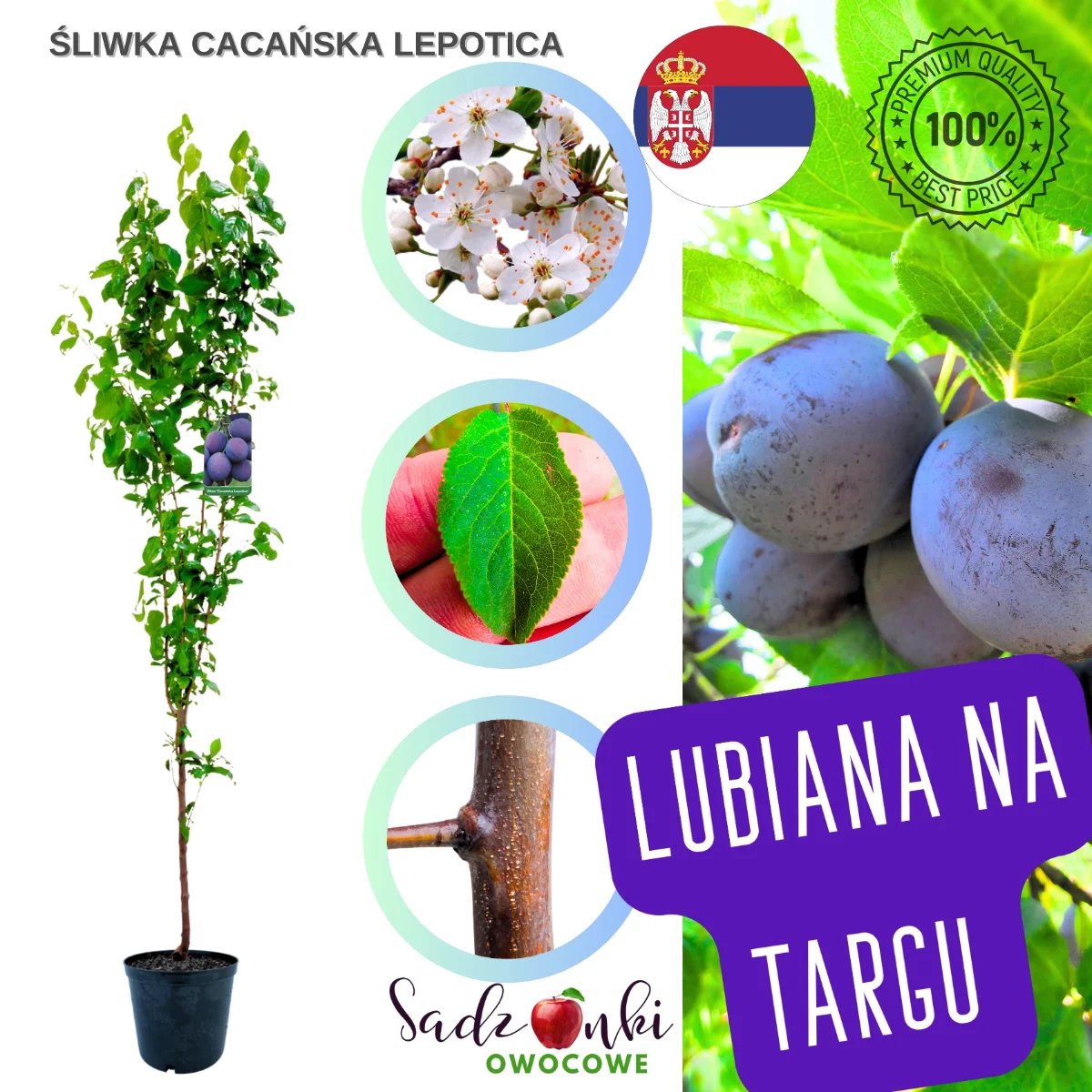 śliwa cacańska lepotica sadzonka drzewka owocowego gotowa do posadzenia w ogrodzie