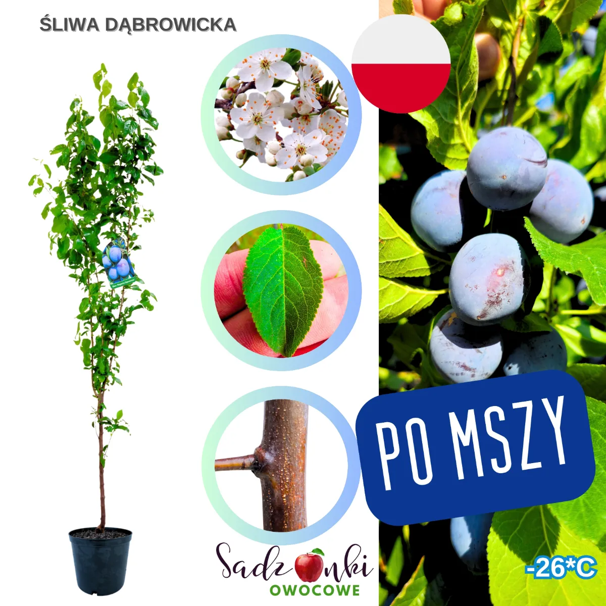 śliwa dąbrowicka sadzonka drzewka owocowego gotowa do posadzenia