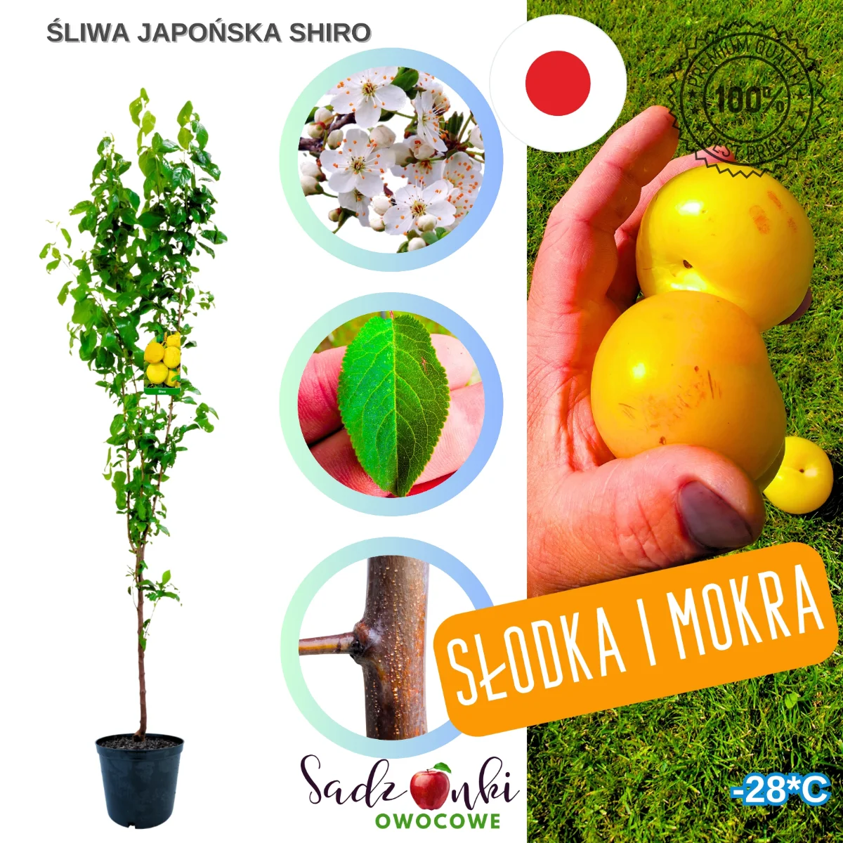 śliwa shiro – japońska sadzonka śliwy z bryłą korzeniową, gotowa do sadzenia w ogrodzie