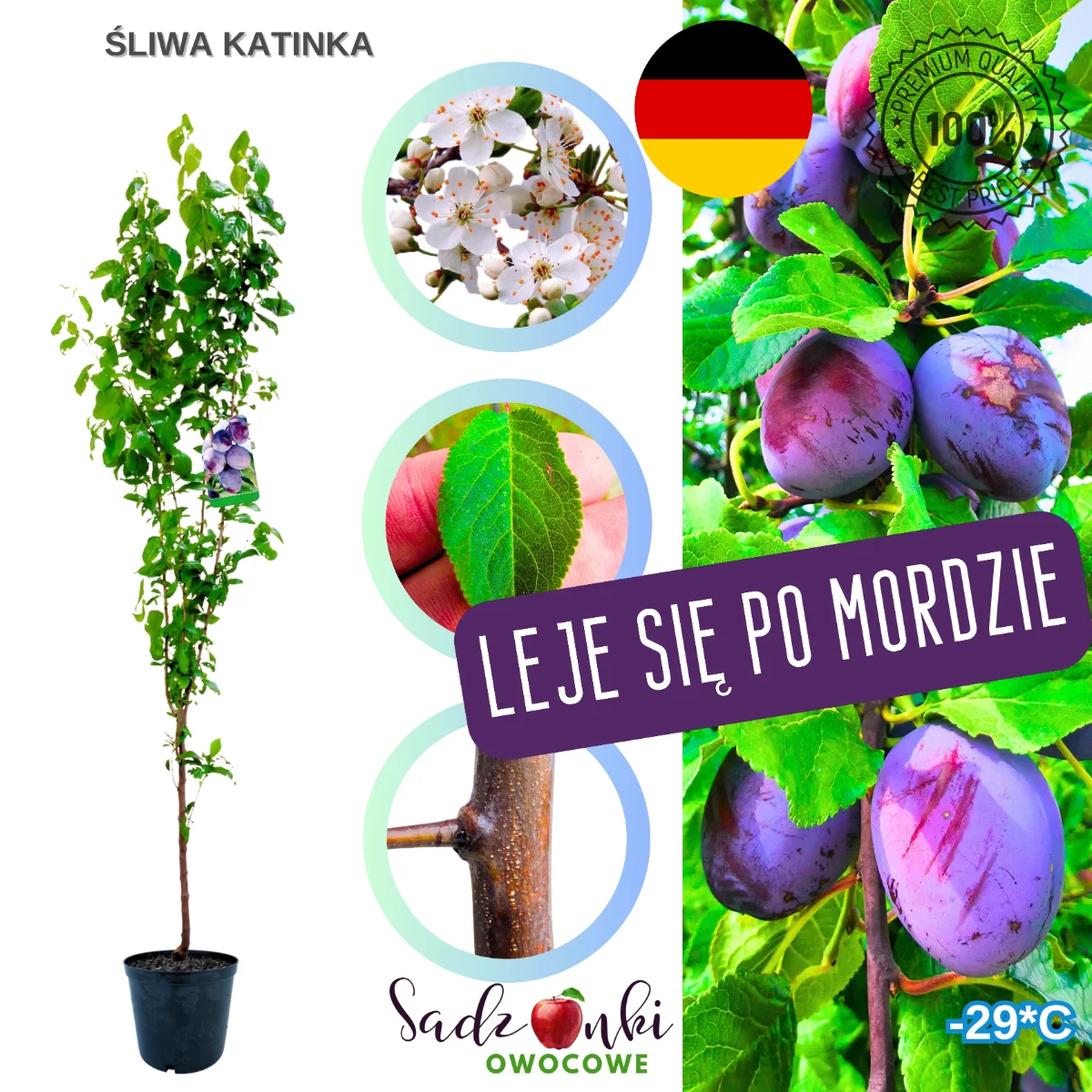 śliwa katinka – sadzonka drzewka owocowego w donicy, przygotowana do sadzenia w ogrodzie